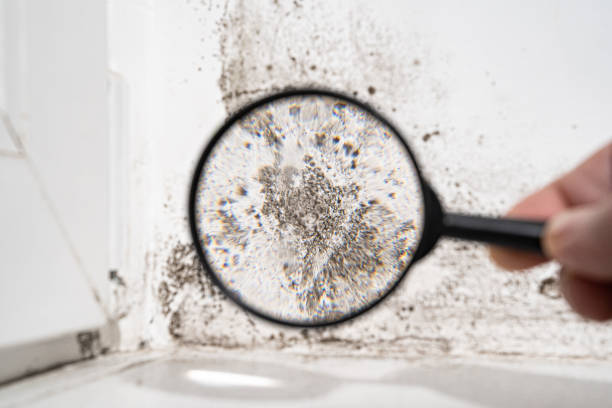 Why You Should Choose Our Mold Remediation Services in Patton Village, TX